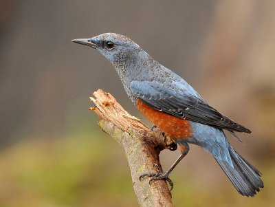 DSC_6488aa.jpg