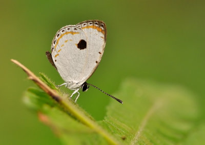DSC_8080aa.jpg