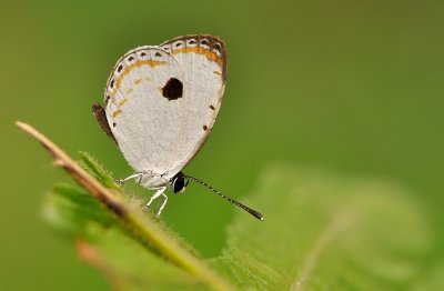 DSC_8080mm.jpg
