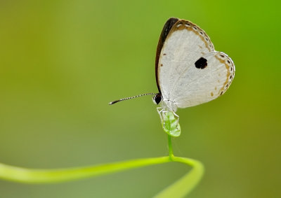 DSC_9010aa.jpg