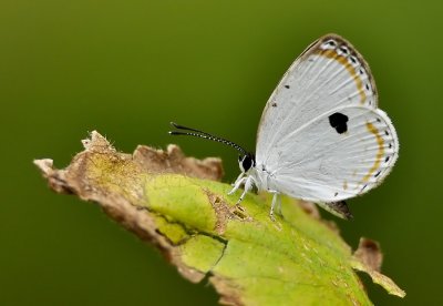 DSC_9240aa.jpg