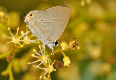 DSC_3087aa.jpg