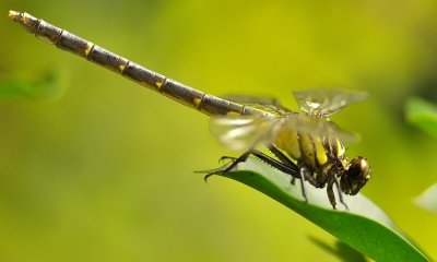 DSC_3158aa.jpg