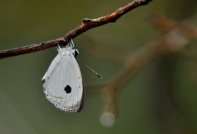 DSC_3319aa.jpg
