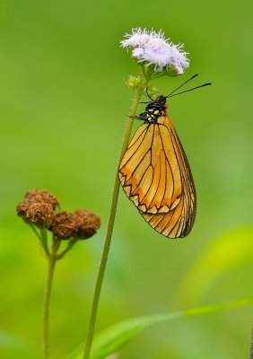 DSC_7089aa.jpg