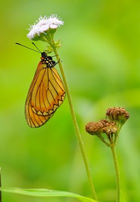 DSC_7103aa.jpg