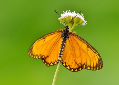 DSC_7245aa.jpg
