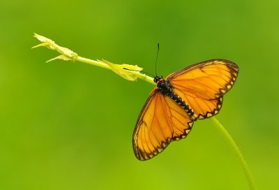 DSC_7385BB.jpg