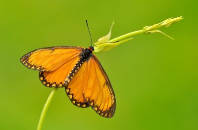 DSC_7472aa.jpg