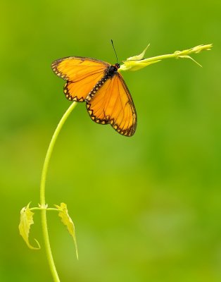 DSC_7478aa.jpg