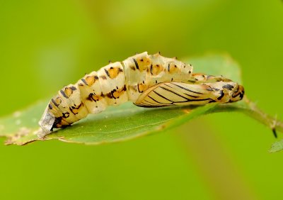 DSC_7558aa.jpg