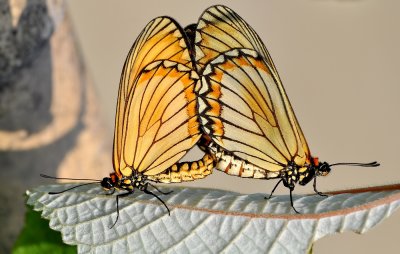DSC_8925aA.jpg