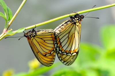 DSC_8954aA.jpg