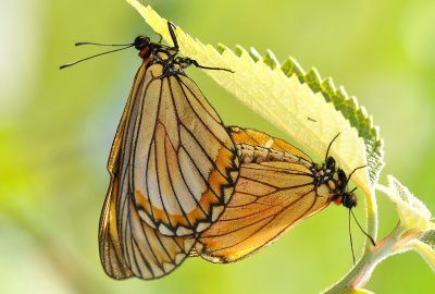 DSC_9497aA.jpg