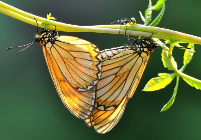 DSC_9633aa.jpg