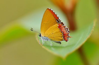 green_flash_butterflyfemale