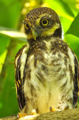 asian_barred_owlet