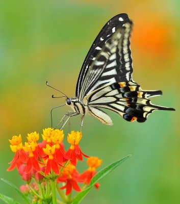 swallow_tail_butterfly