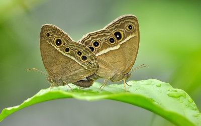 DSC_5500aa.jpg