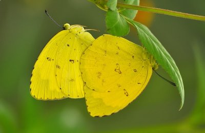 DSC_5569aa.jpg