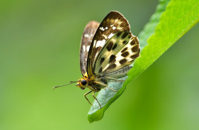 DSC_6952aa.jpg