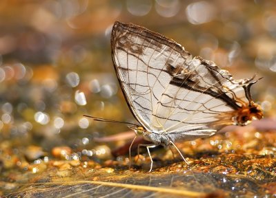 DSC_7067aa.jpg