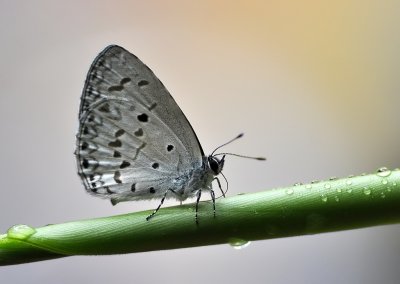 DSC_7310aa.jpg