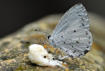 DSC_7358aa.jpg