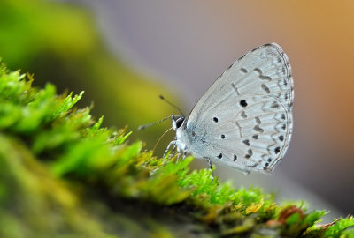 DSC_7380aa.jpg