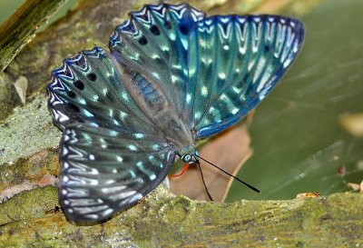 DSC_7444aa.jpg