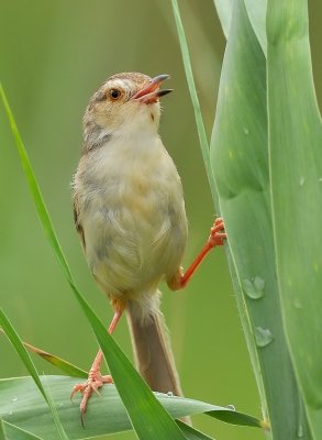 DSC_8549aa.jpg