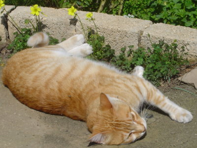 Laying down on the job