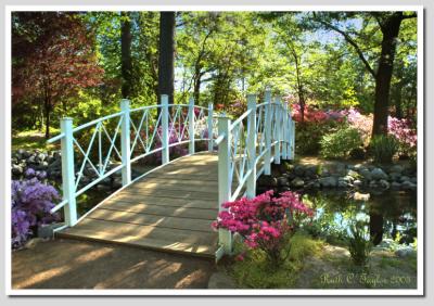 Azalea Bridge #2