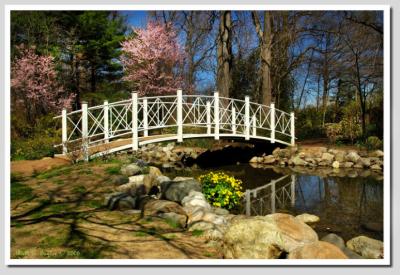Spring Light at the Pond Bridge