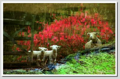 Reflections of Babydoll Sheep   (over 125)