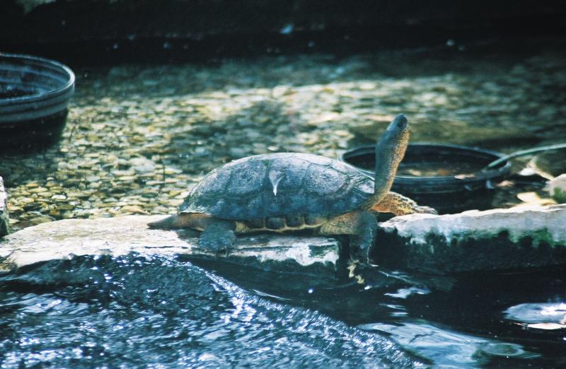 San Antonio Zoo