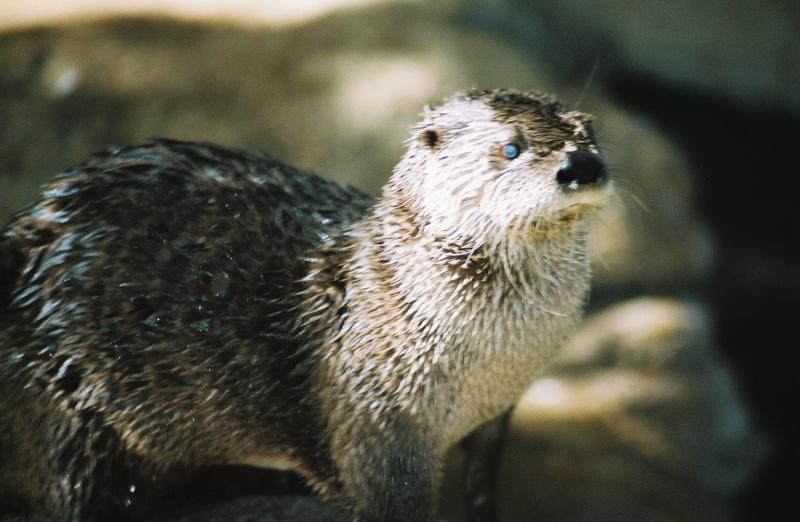 San Antonio Zoo