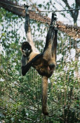 San Antonio Zoo