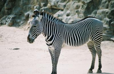 San Antonio Zoo