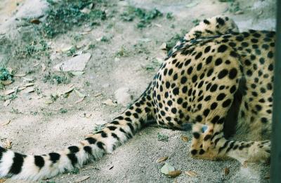 San Antonio Zoo