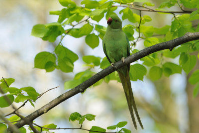 Perruche  collier -Rose-ringed Parakeet -Psittacula krameri