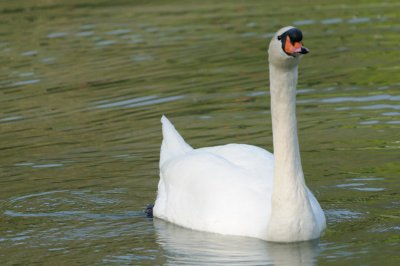 Cygne tubercul - Mute swan - Cygnus olor