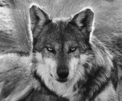 The Wolf.jpg