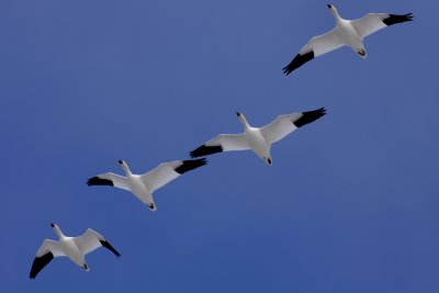 Snow Geese DPP.JPG