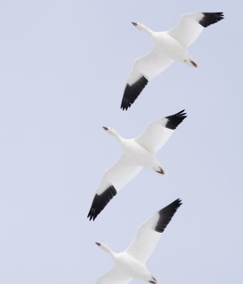 Snow Geese.JPG