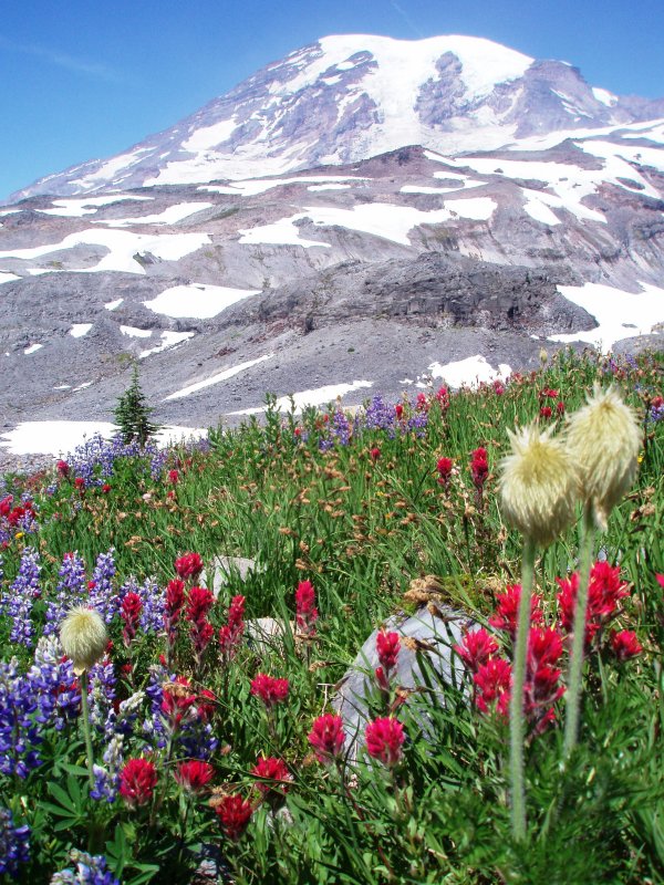 Bed of flowers