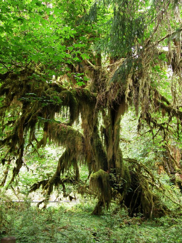 Overgrown tree