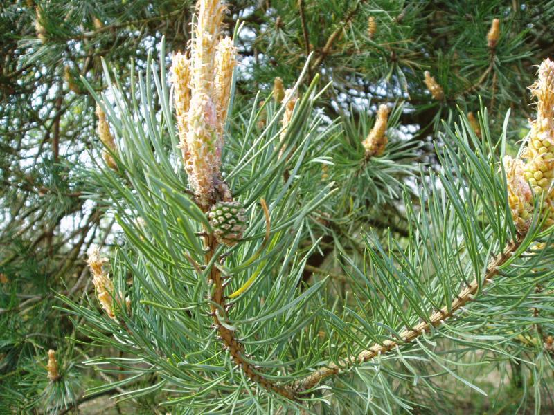 Cones of a sprucefir
