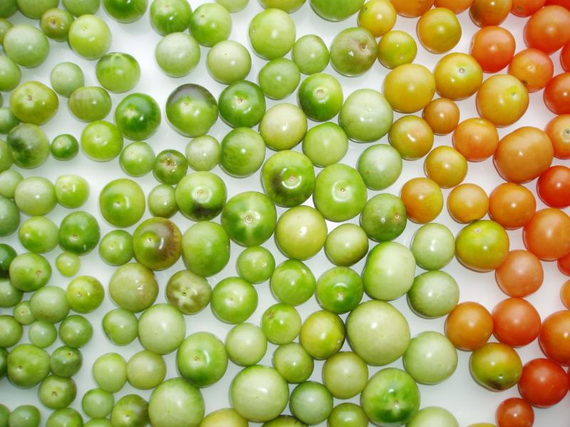 tomaten.jpg