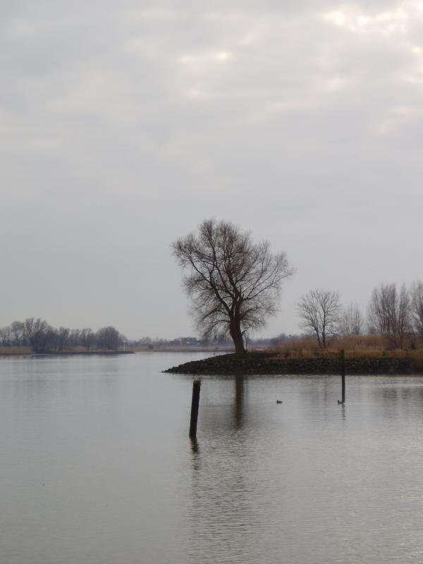 Tree near the river